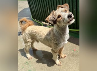Carino – kleiner Herzenshund sucht seine Menschen