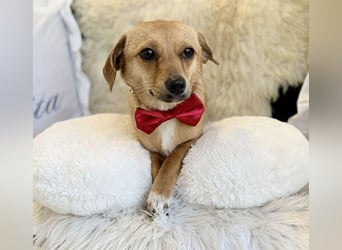 Katzenfreundliches Mini Mäuschen Stella