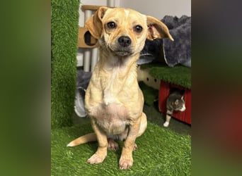 Kleines Hundemädchen Anila