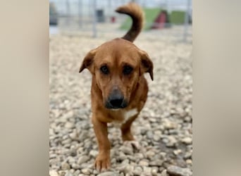 Sanfter Schmuser Wally sucht sein Zuhause