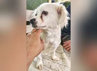 Ulli– kleiner Herzensbrecher sucht sein Glück
