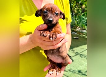 Nisha, kleines Mädchen sucht ihr großes Glück