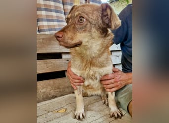 Sanfte Bambi sucht Menschen, die ihre Seele heilen