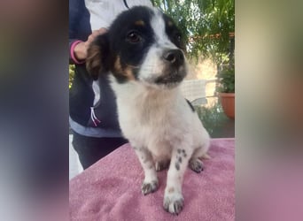 Angelo – kleiner Herzensbrecher sucht seine Familie