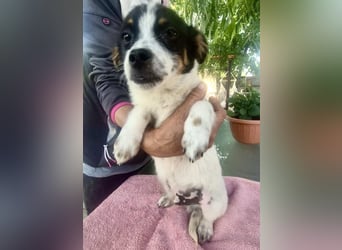 Angelo – kleiner Herzensbrecher sucht seine Familie