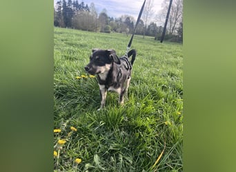 Kurti - Welpe sucht liebevolles Zuhause