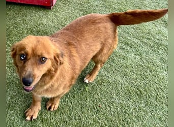 Katzenverträgliche , kleine Zoe