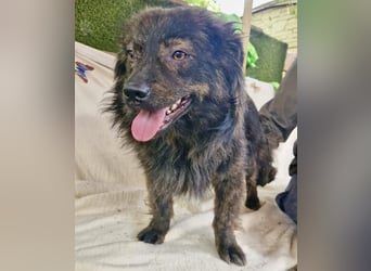 Eddie – kleine verletzte Seele sucht Menschen mit Herz und Geduld