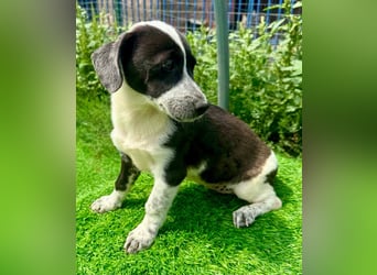 Nika, kleines Glück auf vier Pfötchen
