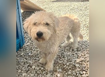 Cooper, plötzlich ist sein Zuhause weg...