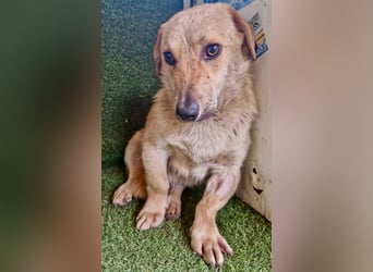 Chaplin – kleiner Hundemann sucht sein großes Glück