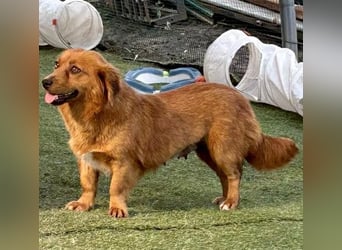 Katzenverträgliche , kleine Zoe