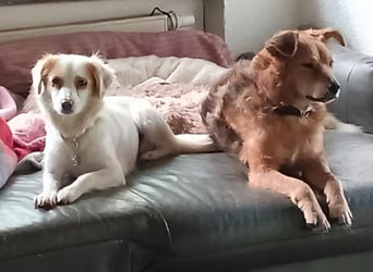 Katzenverträgliche, verschmuste kleine Elli sucht ländliches Zuhause