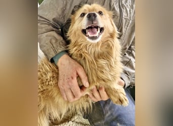 Socke – fröhlicher kleiner Grinsebär sucht sein Glück