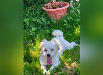 Ulli - entspannter Familienhund zum Verlieben