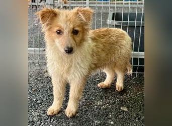 Lani – kleines Hundekind auf der Suche nach Geborgenheit