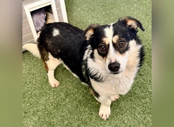 Dankbare, sanfte AIDA