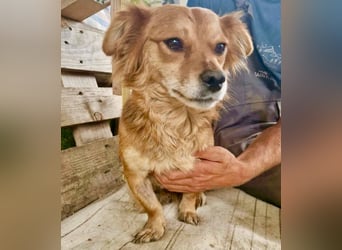 Kleine Leni sucht ein liebevolles Zuhause