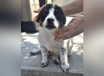 Angelo – kleiner Herzensbrecher sucht seine Familie
