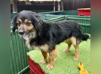 Zuckersüßes Mini Männlein Bailey