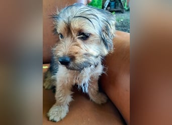 Zuckersüßes Welpenmädchen Elsie - geboren, um zu leben.
