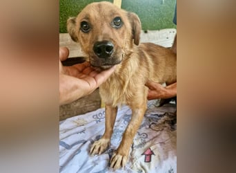 Perry, kleiner Schatz sucht wieder ein Zuhause