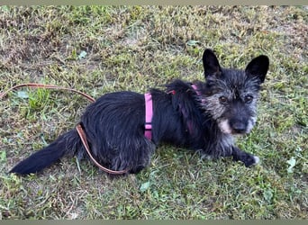Fröhliche Terrier-Mix-Hündin Finja sucht liebevolles Zuhause