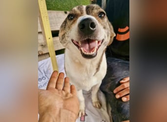 Lara, kleine Maus sucht wieder Liebe