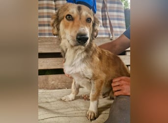 Leroy, ein sanfter kleiner Schatz sucht sein großes Glück.