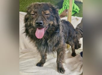 Eddie – kleine verletzte Seele sucht Menschen mit Herz und Geduld