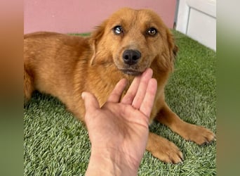 Katzenverträgliche , kleine Zoe