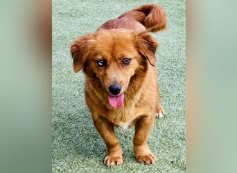 Katzenverträgliche , kleine Zoe