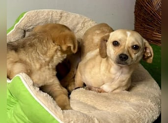 Kleines Hundemädchen Anila