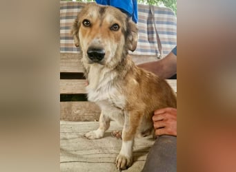 Leroy, ein sanfter kleiner Schatz sucht sein großes Glück.