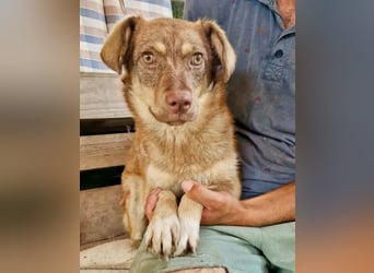 Sanfte Bambi sucht Menschen, die ihre Seele heilen