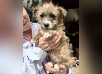 Milly sucht ihr großes Glück