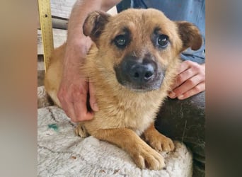 Kleiner Thor sucht sein großes Glück