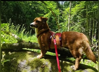 Kuschelmaus Tapsy sucht ihr Glück