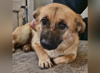 Zaubermaus AVA sucht ihr Zuhause