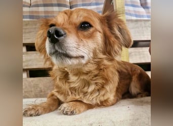 Kleine Leni sucht ein liebevolles Zuhause