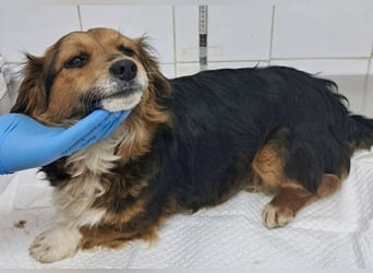 Mini Knutschkugel Kessie