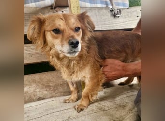 Kleine Leni sucht ein liebevolles Zuhause
