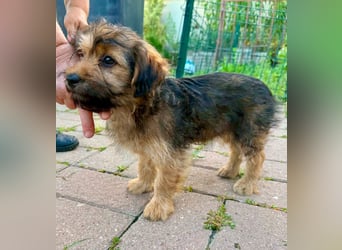 Zuckersüßes Welpenmädchen Elsie - geboren, um zu leben.