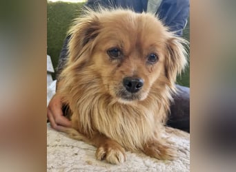 Bailey – kleiner Sonnenschein sucht sein Glück