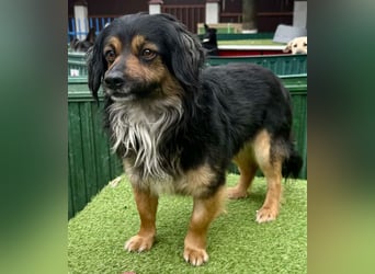 Zuckersüßes Mini Männlein Bailey