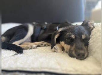 Kurti - Welpe sucht liebevolles Zuhause