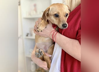 Katzenfreundliches Mini Mäuschen Stella