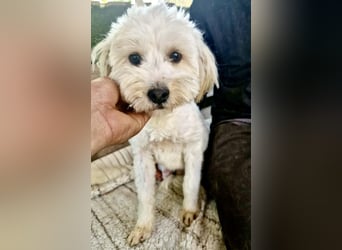 Snoopy – kleiner Gute-Laune-Hund sucht sein Glück
