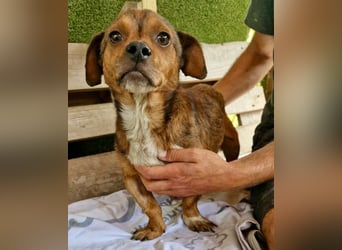 Mogli, kleines Männlein sucht seine Familie