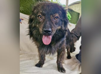 Eddie – kleine verletzte Seele sucht Menschen mit Herz und Geduld